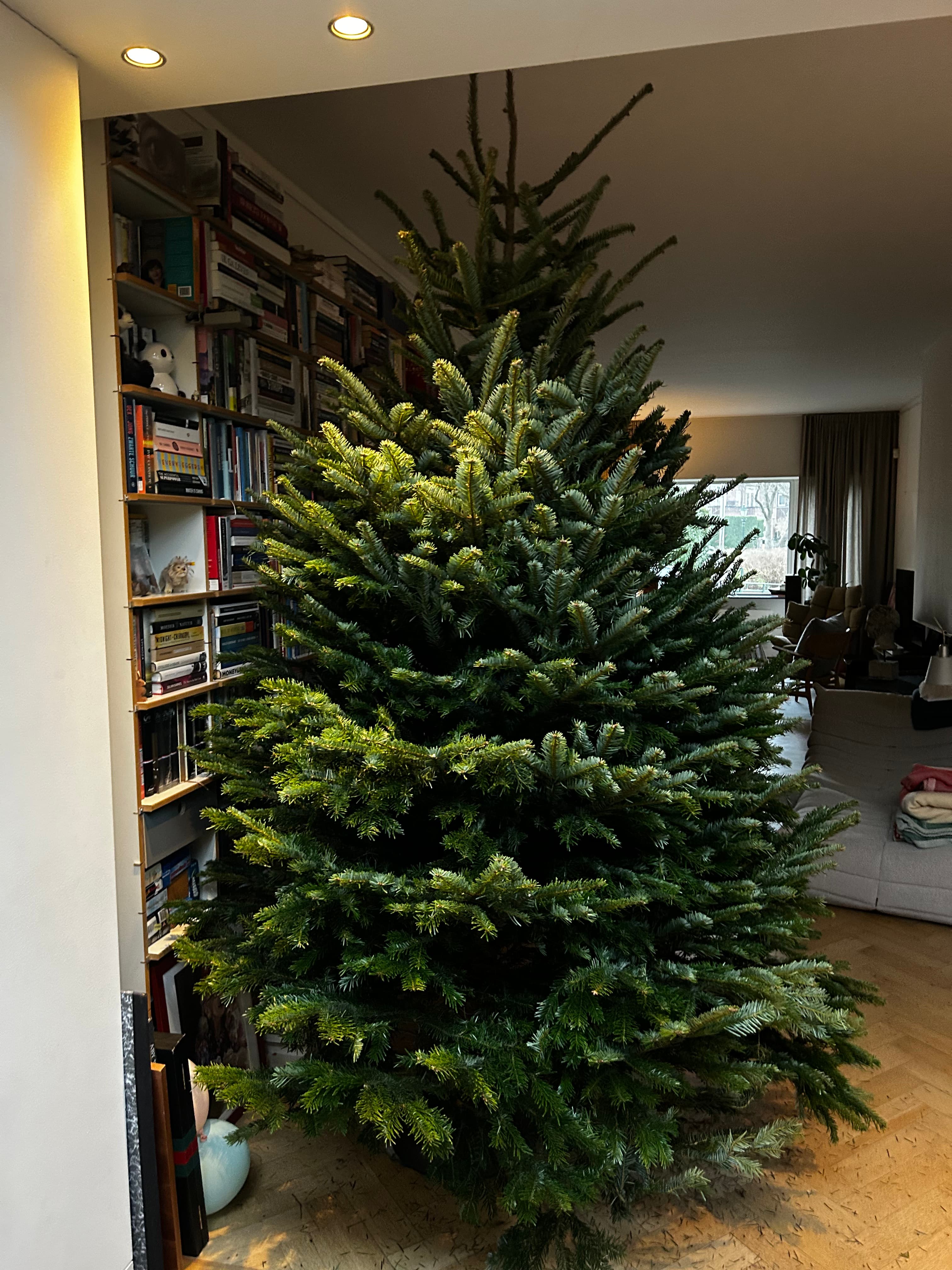 Premium Nordmann boom